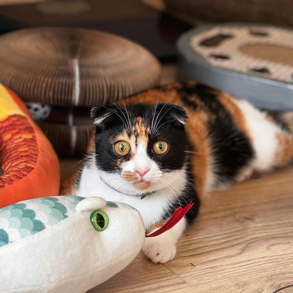 cat with toys