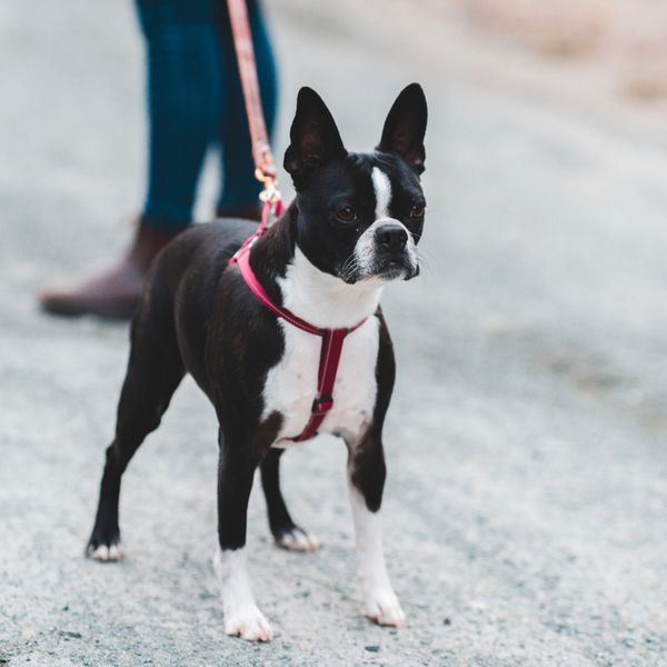 dog on a leash