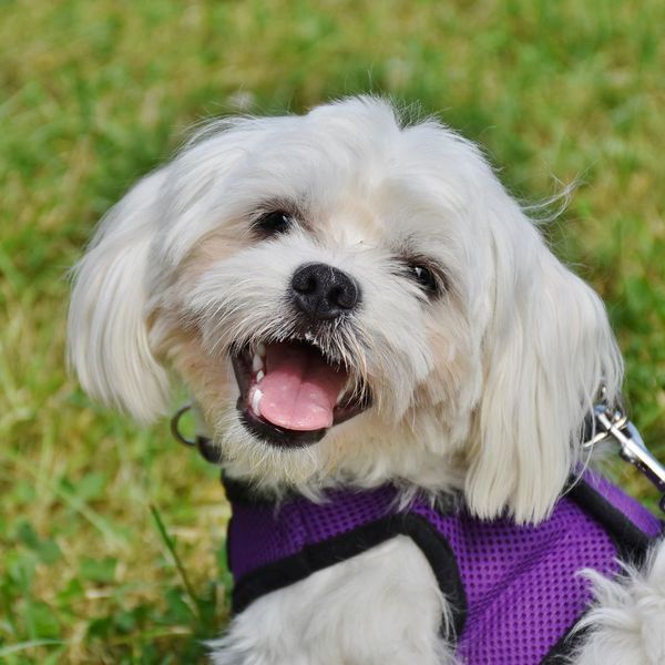 little white dog