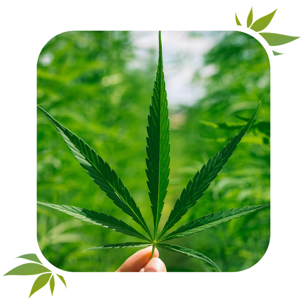 Your Guide to CBD Compliance in Georgia2.png