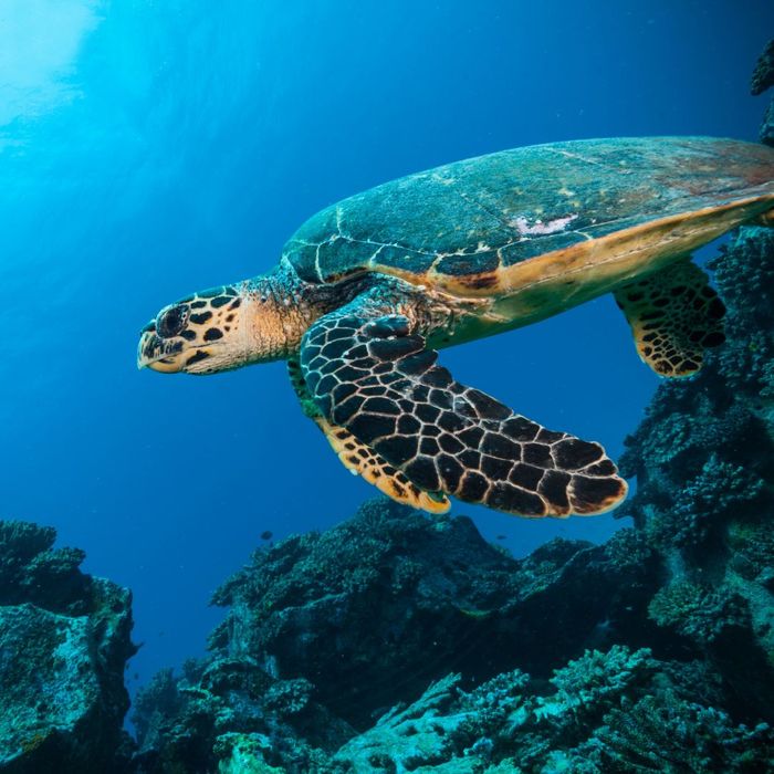 photo of a turtle swimming in the ocean