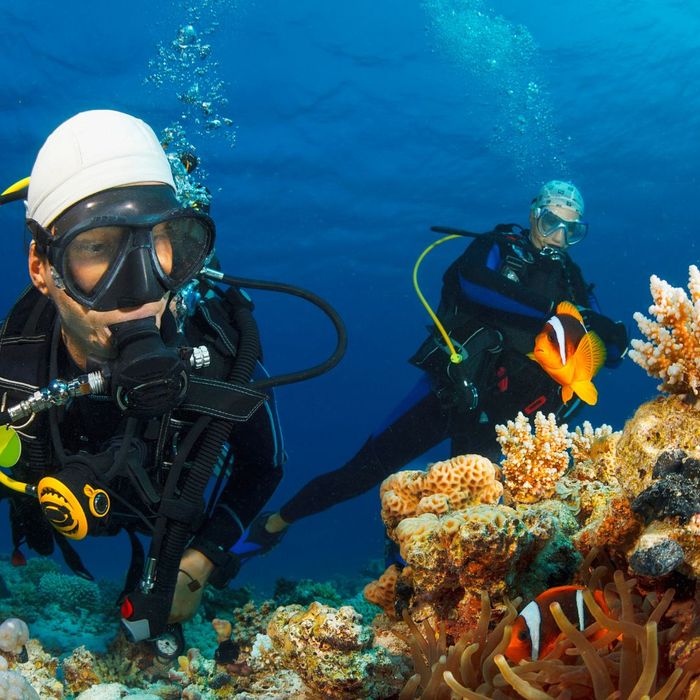 divers looking at coral and fish