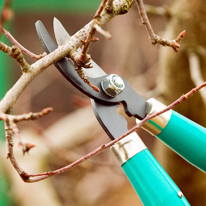 Tree Services and Shrub Pruning Pic.jpg
