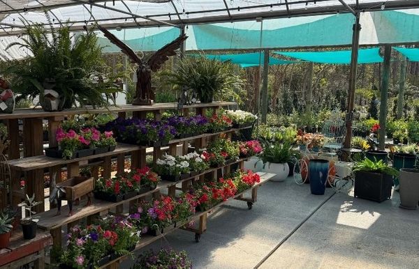 Shelves of plants at 1st Impression Turf Nuresery