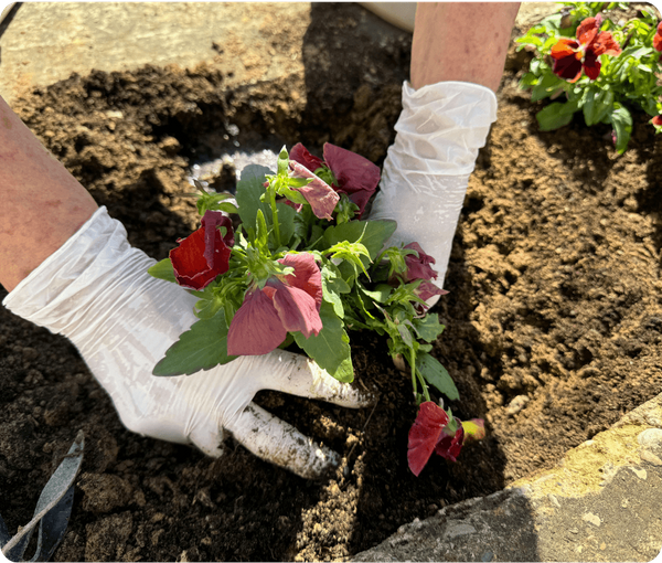person planting a plant