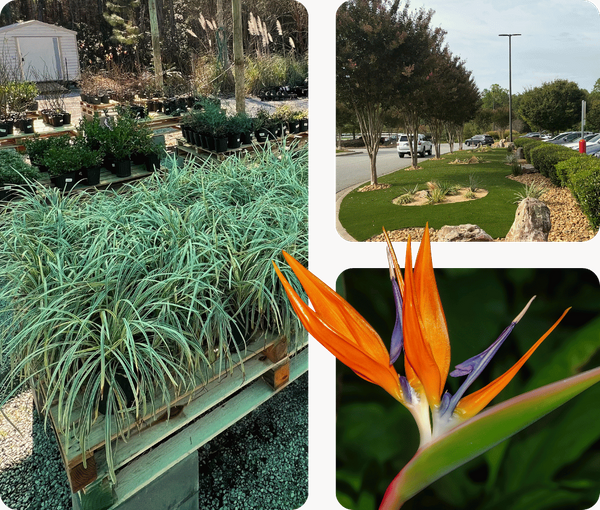 Collage of four images showing various nursery plants, a landscaped area with a bench, and a bird of paradise flower.