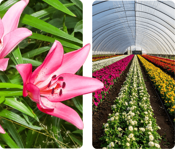 flowers and a greenhouse