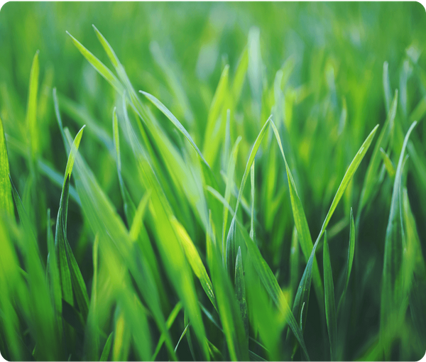 closeup of turf