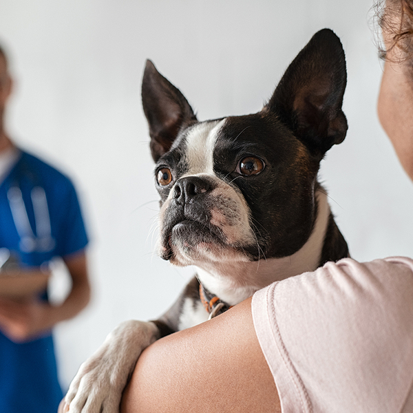 Woman carrying her dog to the vet