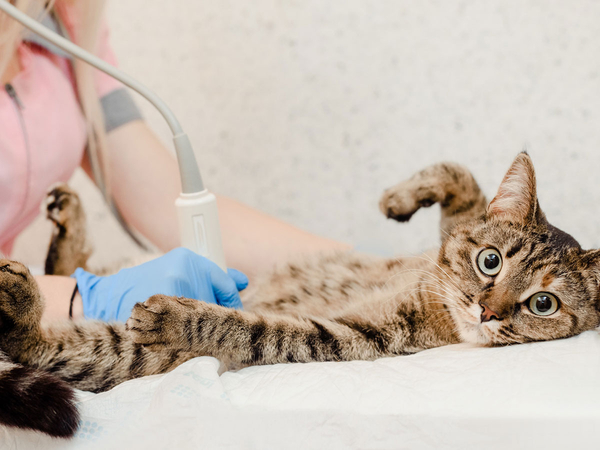 Image of a cat being examined by a vet