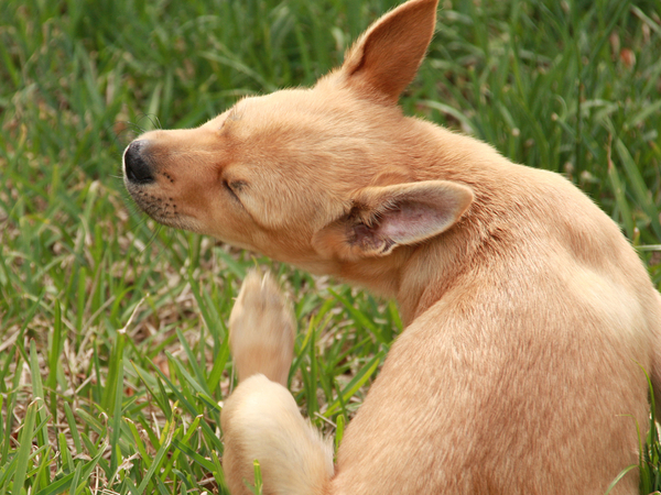 Image of a dog scratching because he has fleas. 