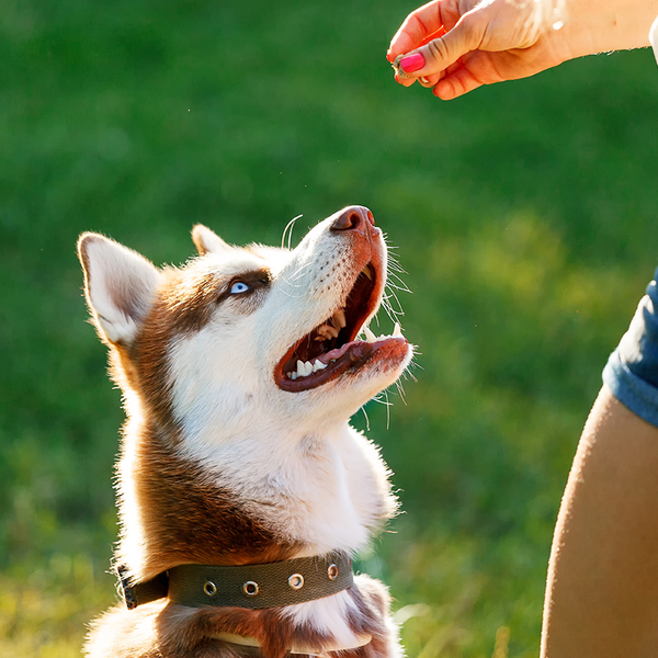 Dog learning a new trick