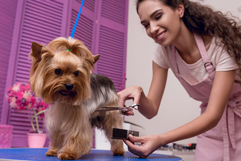 Photo of a dog getting groomed