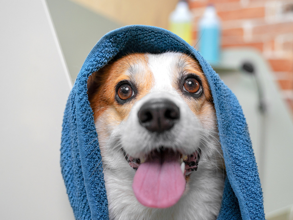 Image of a clean dog with a towel on his head.