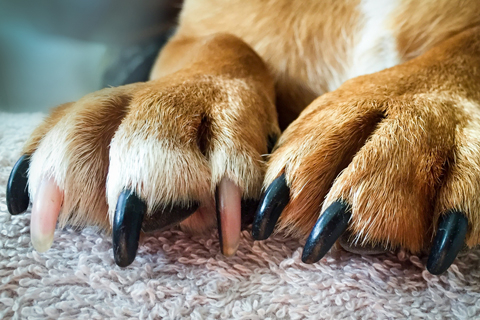 dog-paws.jpg