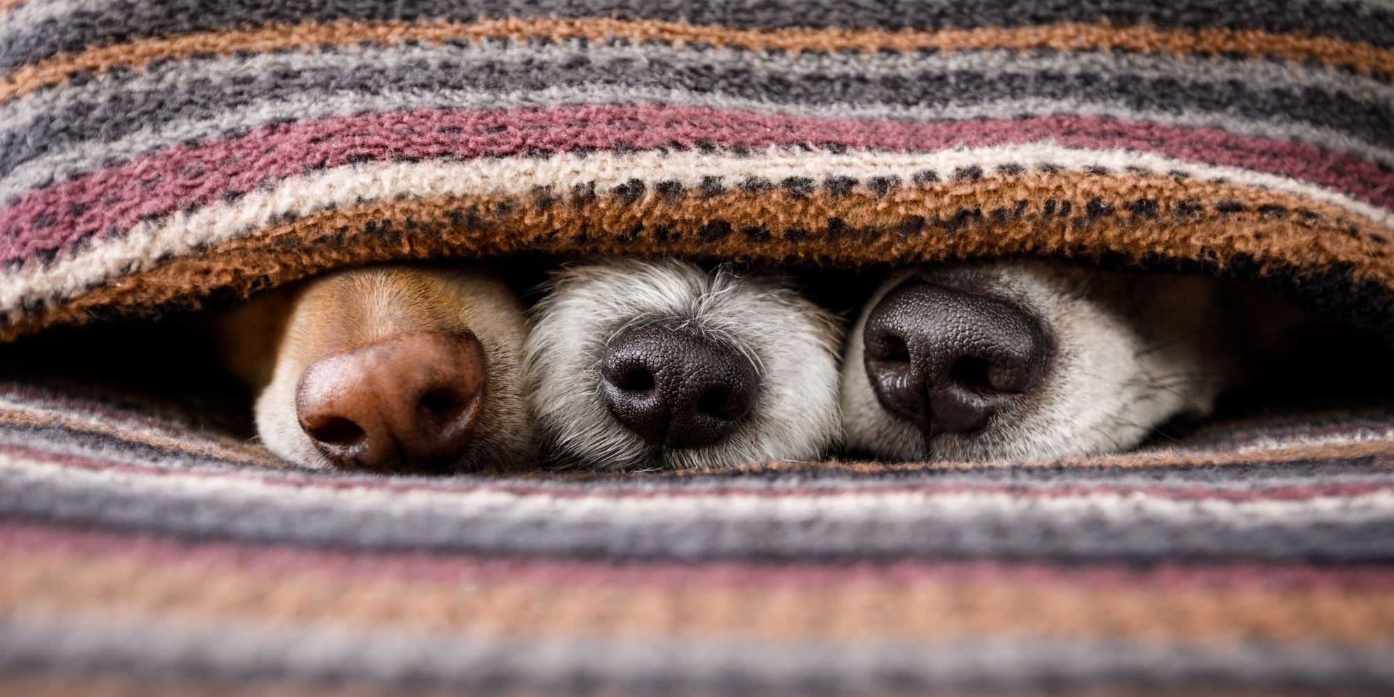 three dog nosed wrapped in blanket