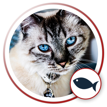 cat carrier backpack bubble