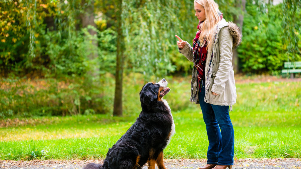 _4 Reasons You Should Hire a Dog Trainer  blog.jpg