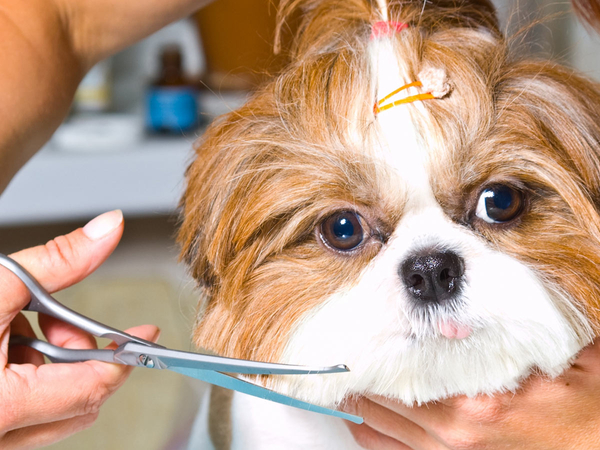Image of a dog being pampered. 