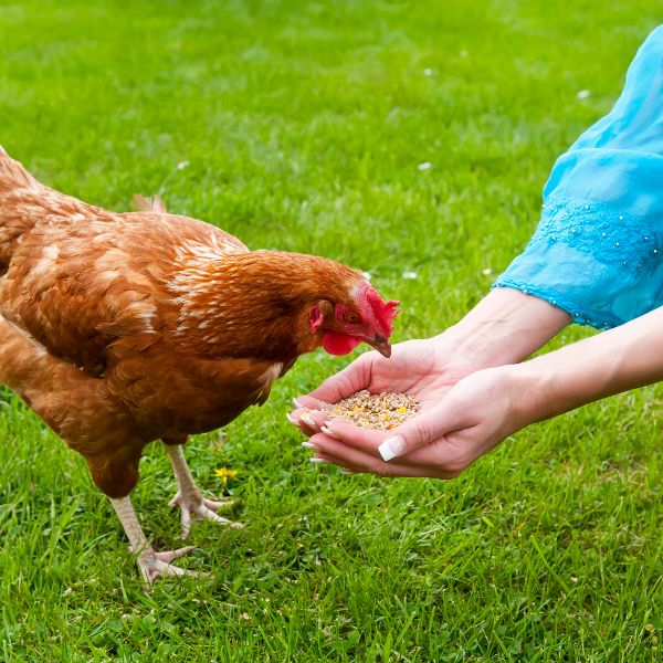 The Importance of Feeding High Quality Feeds - Big Tex Feed 