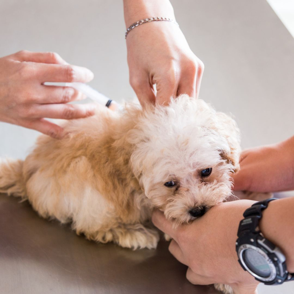 Puppy Vaccine Package