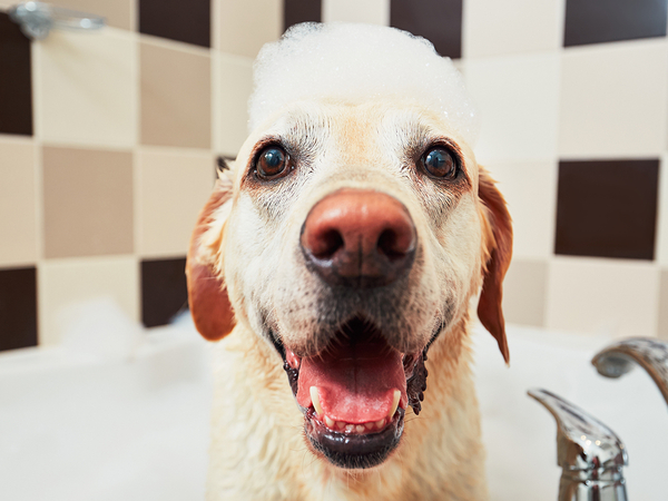 Image of a dog smiling in the bathtub.