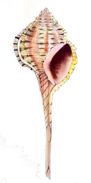 Snipe_s Bill Murex Shell Linda Z.jpg
