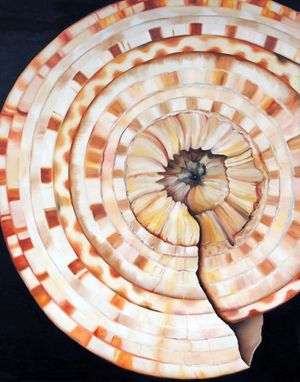 Sundial Shell-min.jpg