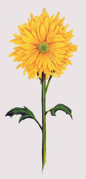 Yellow Chrysanthemum Linda Z.jpg