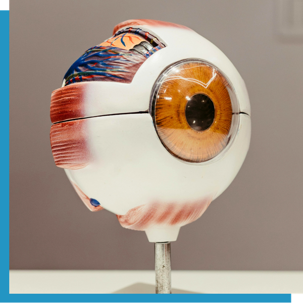 A 3D model of the human eye.