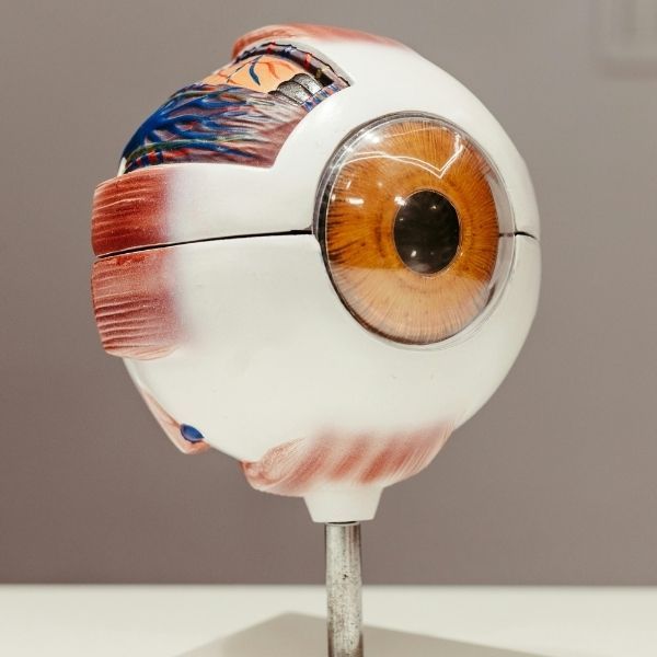 multi-layer diagram of eyeball
