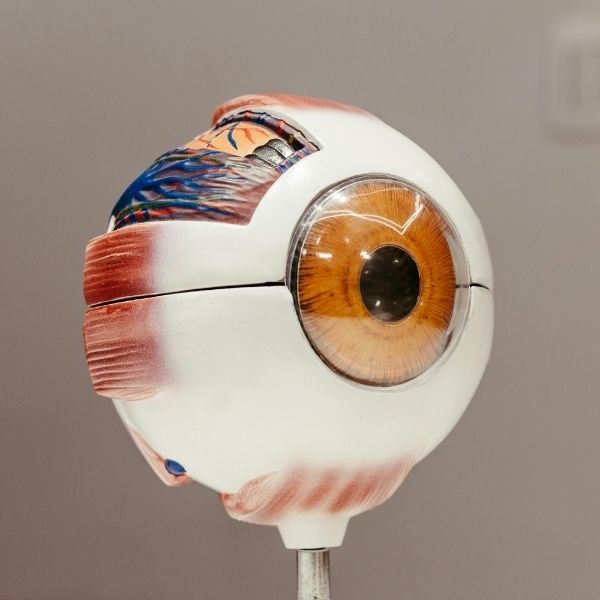 Guidelines for  4.jpg