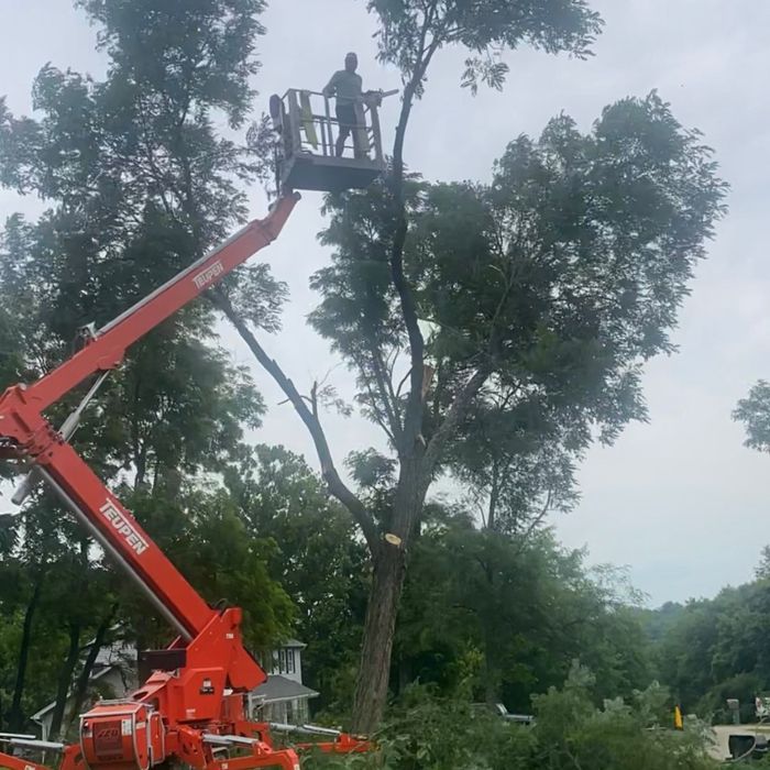 man on a lift using a chainsaw to cut down a tree