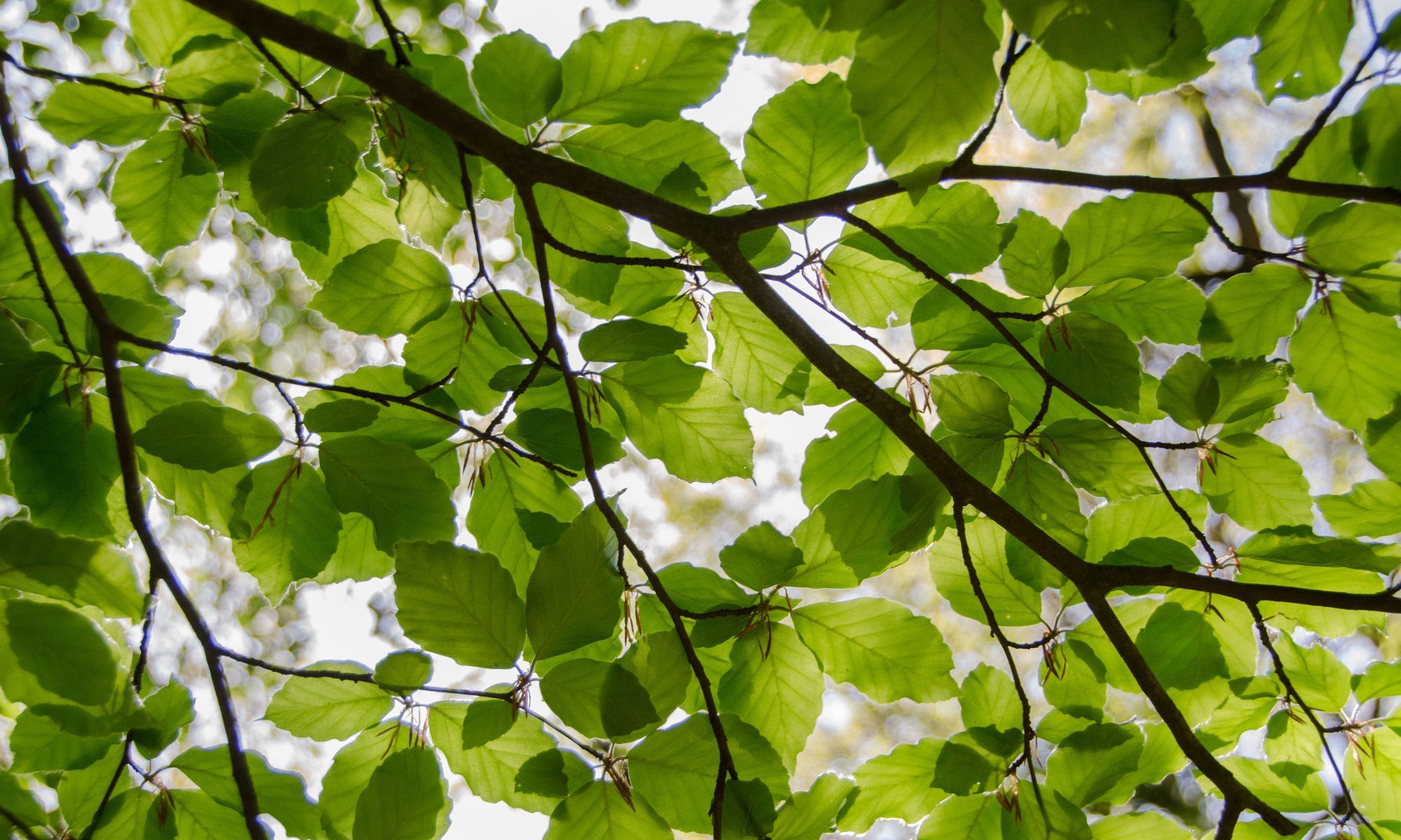 green tree leaves