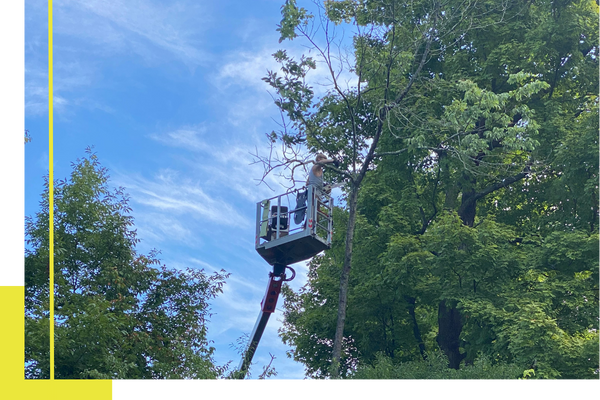 tree trimming services