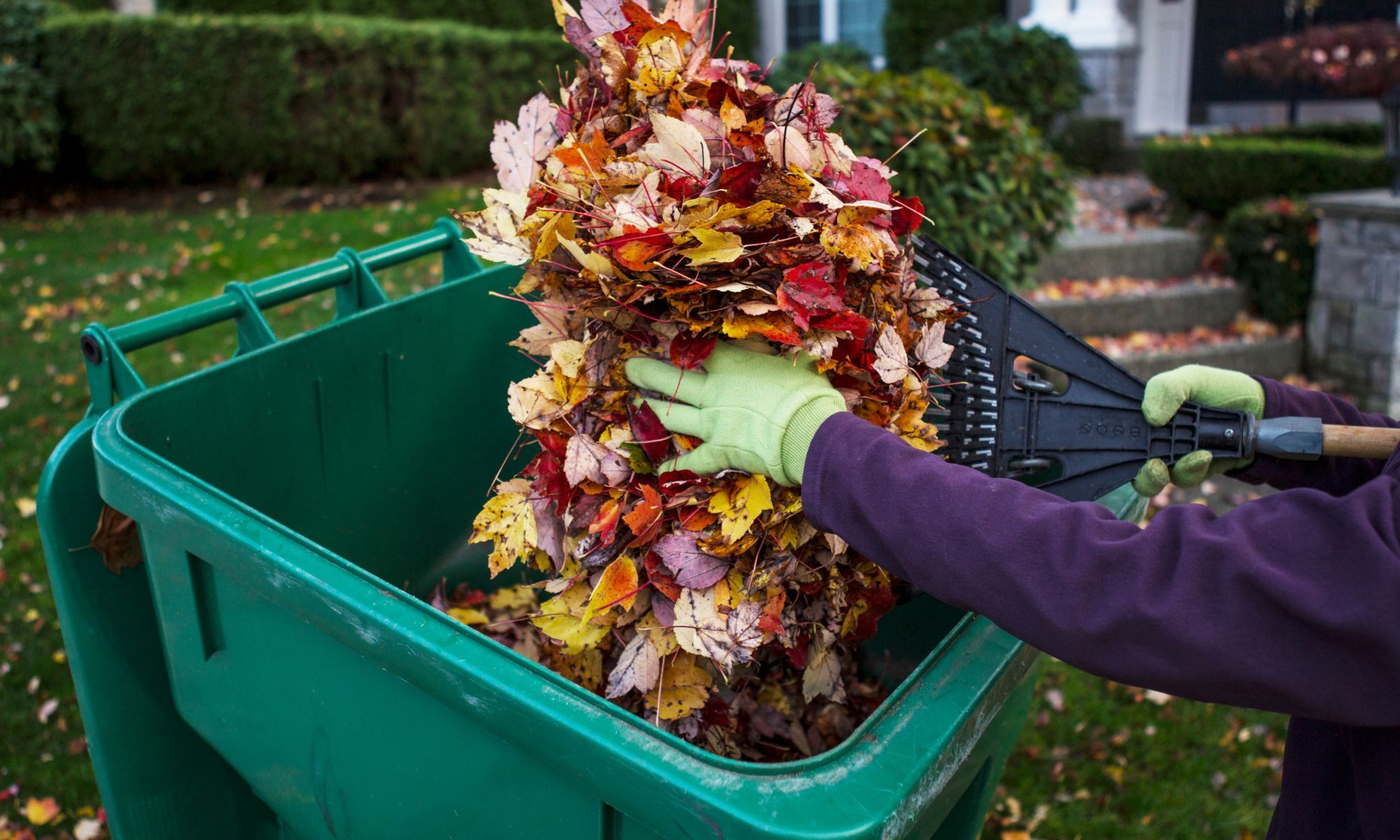 person dumping leaves in trash