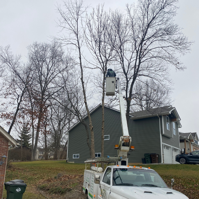 professional tree cutting services