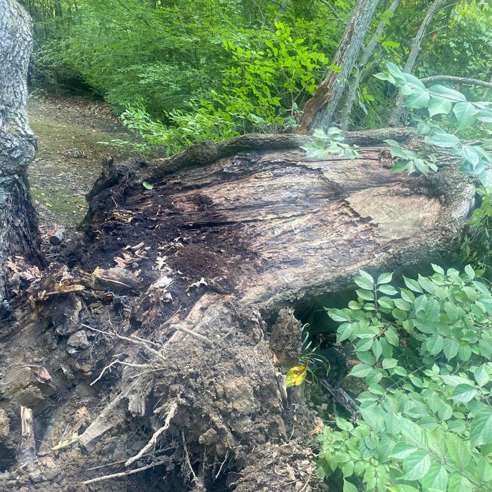 tree that fell with remaining stump