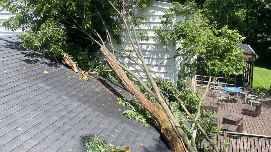 tree branch on a roof