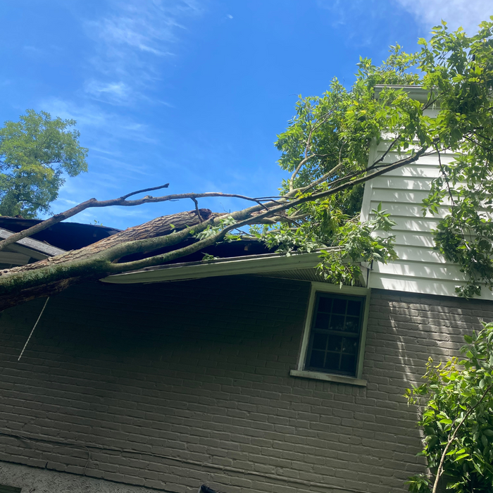 tree branch leaning against a home