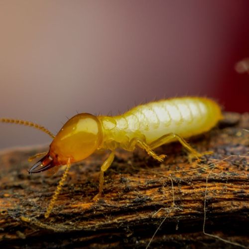 A close up view of a termite