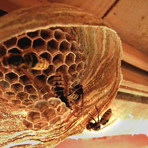 A hornet nest