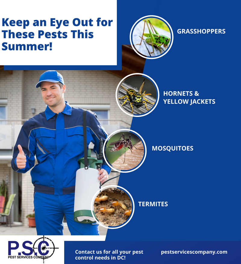 A1568 - Infographic - Keep an Eye Out for These Pests This Summer .png