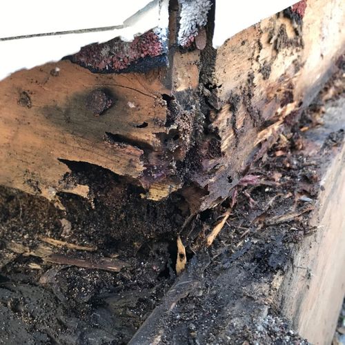 termite damage