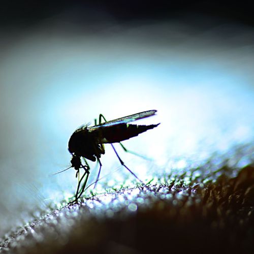 Mosquito sitting on someone's arm 