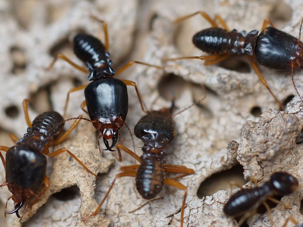 FAQ Pest Image.jpg