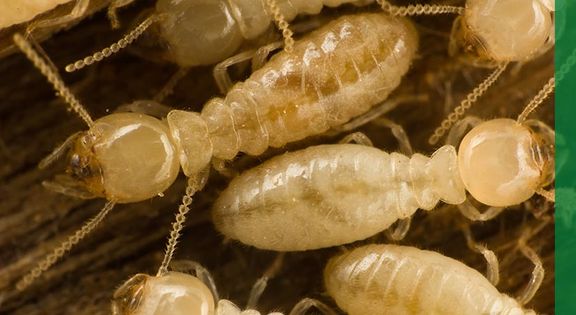 Blog - Learn About Pest Control In Mississippi | Green ...