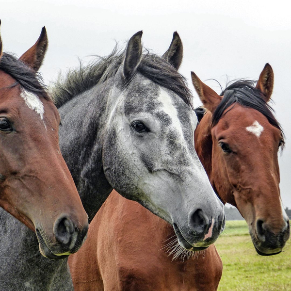 three horses