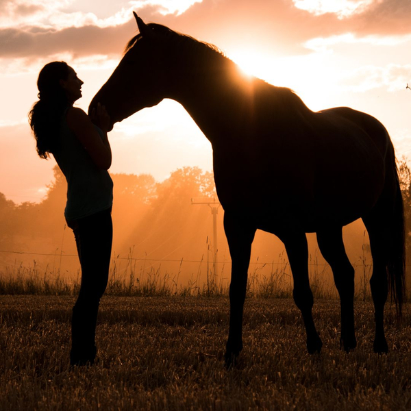 healthy horse in field with owner