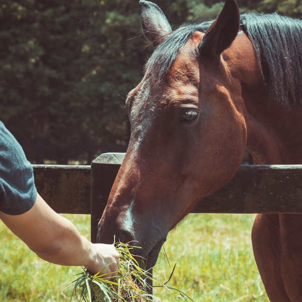 person feeding horse